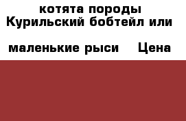 котята породы Курильский бобтейл или “маленькие рыси“ › Цена ­ 8 000 - Ленинградская обл., Бокситогорский р-н, Большой Двор Большедворское СП д. Животные и растения » Кошки   . Ленинградская обл.